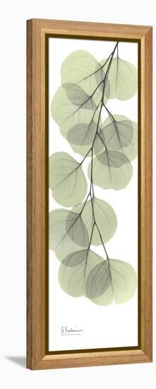 Eucalyptus Branch Down-Albert Koetsier-Framed Stretched Canvas