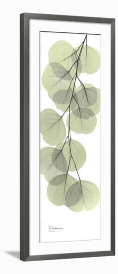 Eucalyptus Branch Down-Albert Koetsier-Framed Premium Giclee Print