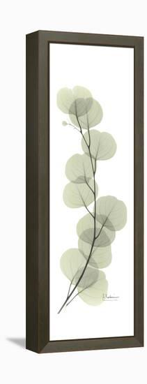 Eucalyptus Branch Up-Albert Koetsier-Framed Stretched Canvas