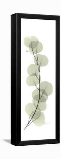 Eucalyptus Branch Up-Albert Koetsier-Framed Stretched Canvas