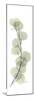 Eucalyptus Branch Up-Albert Koetsier-Mounted Premium Giclee Print