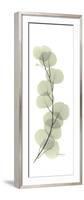 Eucalyptus Branch Up-Albert Koetsier-Framed Premium Giclee Print