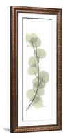 Eucalyptus Branch Up-Albert Koetsier-Framed Premium Giclee Print