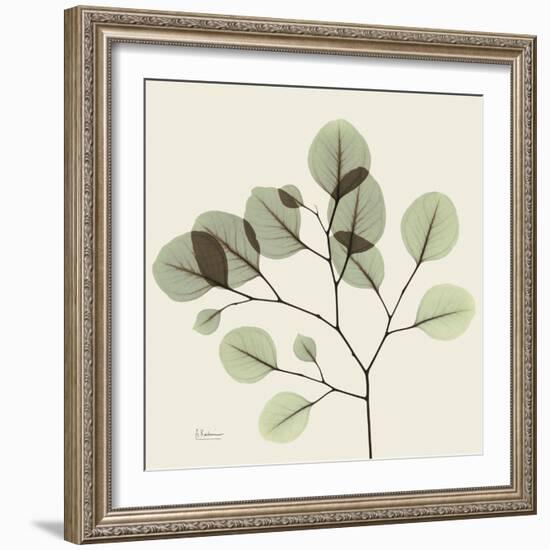 Eucalyptus Branch-Albert Koetsier-Framed Photographic Print