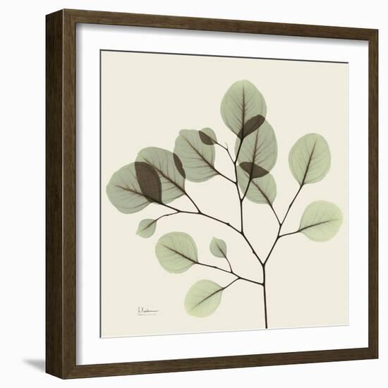 Eucalyptus Branch-Albert Koetsier-Framed Photographic Print