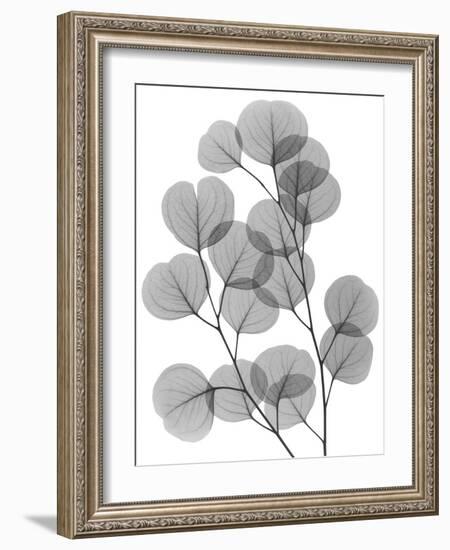 Eucalyptus Bunch-Albert Koetsier-Framed Art Print