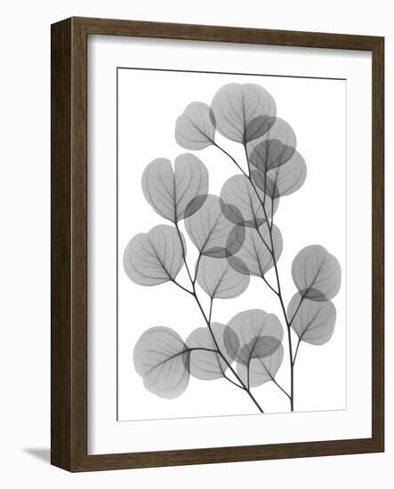 Eucalyptus Bunch-Albert Koetsier-Framed Art Print