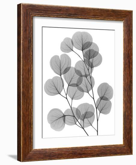 Eucalyptus Bunch-Albert Koetsier-Framed Art Print