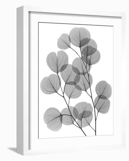 Eucalyptus Bunch-Albert Koetsier-Framed Art Print