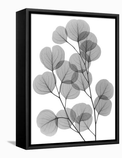 Eucalyptus Bunch-Albert Koetsier-Framed Stretched Canvas