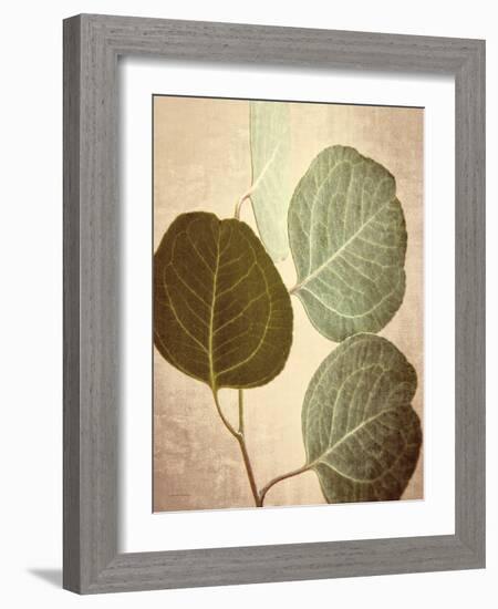 Eucalyptus Color-Debra Van Swearingen-Framed Art Print