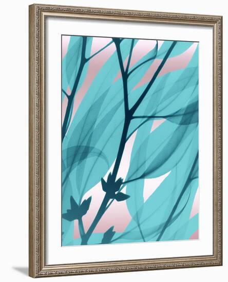 Eucalyptus Cotton Candy-Albert Koetsier-Framed Photo