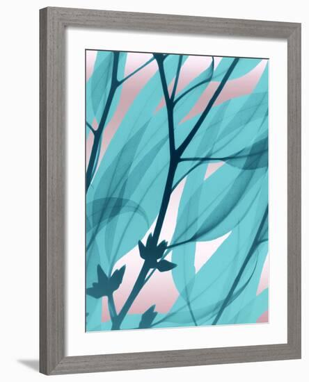 Eucalyptus Cotton Candy-Albert Koetsier-Framed Photo