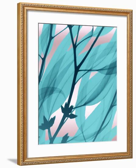 Eucalyptus Cotton Candy-Albert Koetsier-Framed Photo