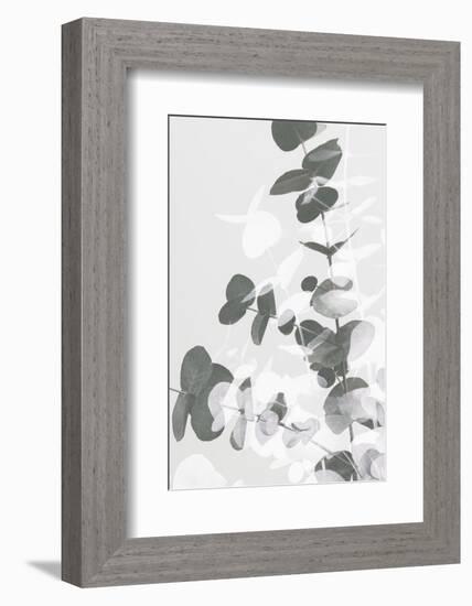 Eucalyptus Creative 09-1x Studio III-Framed Photographic Print