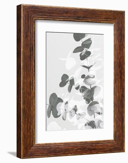 Eucalyptus Creative 09-1x Studio III-Framed Photographic Print