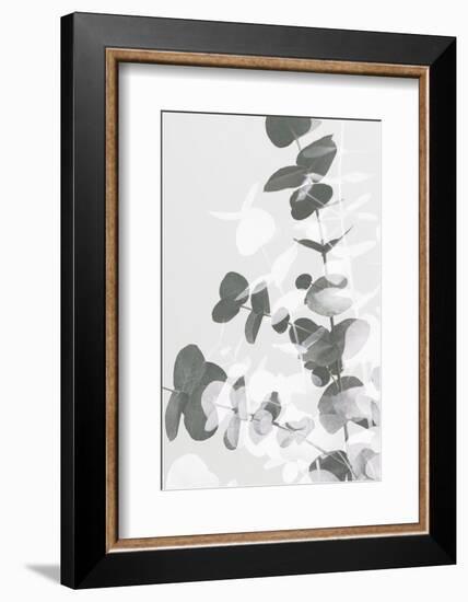 Eucalyptus Creative 09-1x Studio III-Framed Photographic Print