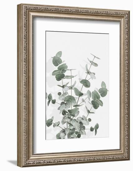 Eucalyptus Creative 16-1x Studio III-Framed Photographic Print