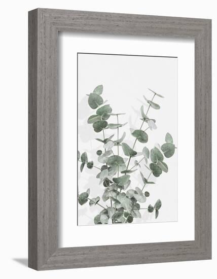 Eucalyptus Creative 16-1x Studio III-Framed Photographic Print