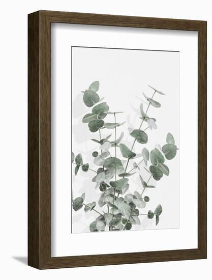 Eucalyptus Creative 16-1x Studio III-Framed Photographic Print