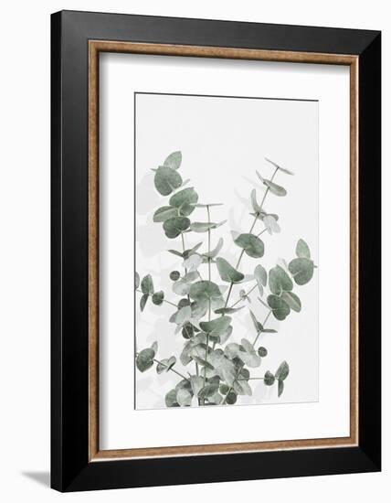 Eucalyptus Creative 16-1x Studio III-Framed Photographic Print