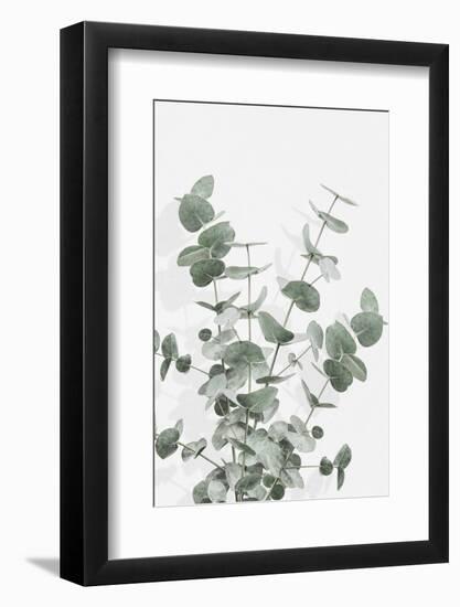Eucalyptus Creative 16-1x Studio III-Framed Photographic Print