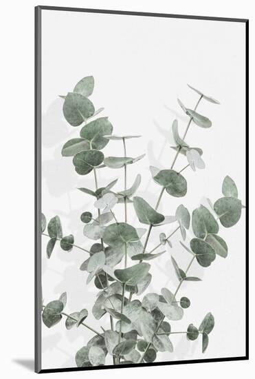 Eucalyptus Creative 16-1x Studio III-Mounted Photographic Print