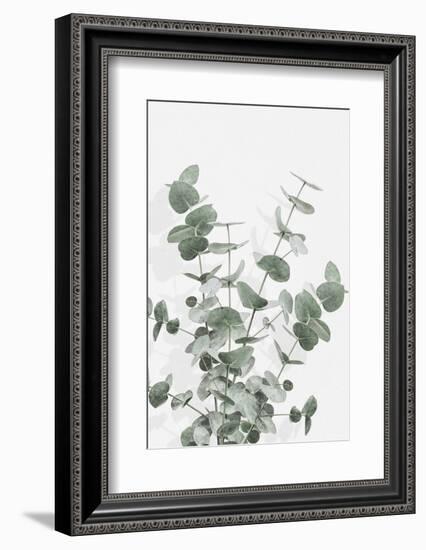 Eucalyptus Creative 16-1x Studio III-Framed Photographic Print