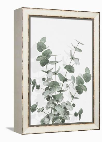 Eucalyptus Creative 16-1x Studio III-Framed Premier Image Canvas