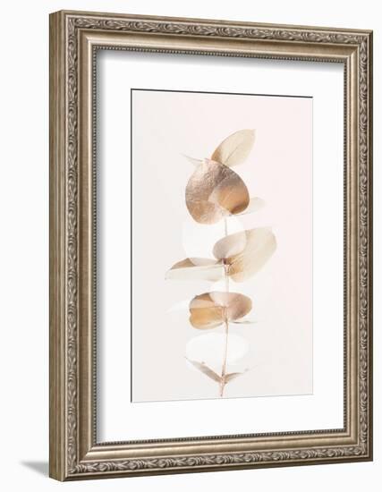 Eucalyptus Creative Gold 04-1x Studio III-Framed Photographic Print