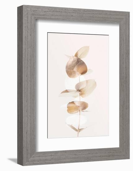 Eucalyptus Creative Gold 04-1x Studio III-Framed Photographic Print