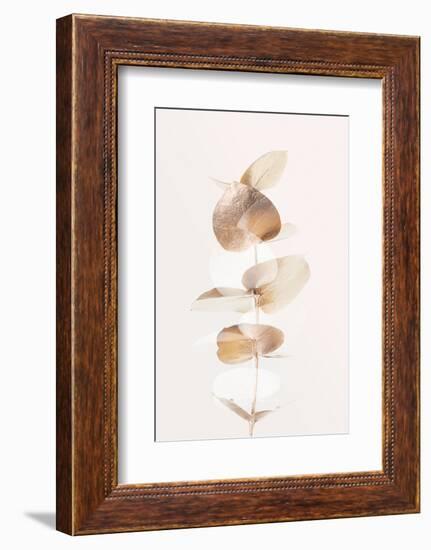 Eucalyptus Creative Gold 04-1x Studio III-Framed Photographic Print