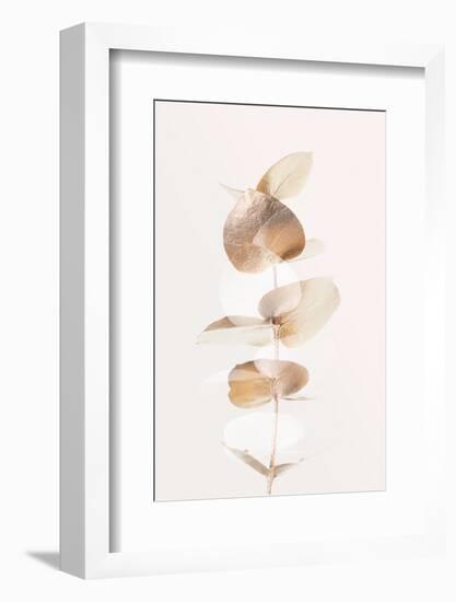 Eucalyptus Creative Gold 04-1x Studio III-Framed Photographic Print