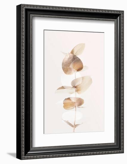 Eucalyptus Creative Gold 04-1x Studio III-Framed Photographic Print