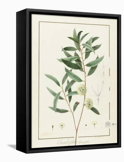 Eucalyptus Diversifolia, 1811 (W/C and Bodycolour over Traces of Graphite on Vellum)-Pierre Joseph Redoute-Framed Premier Image Canvas