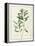 Eucalyptus Diversifolia, 1811 (W/C and Bodycolour over Traces of Graphite on Vellum)-Pierre Joseph Redoute-Framed Premier Image Canvas