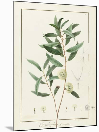 Eucalyptus Diversifolia, 1811 (W/C and Bodycolour over Traces of Graphite on Vellum)-Pierre Joseph Redoute-Mounted Giclee Print