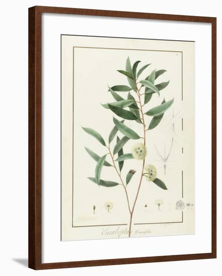 Eucalyptus Diversifolia, 1811 (W/C and Bodycolour over Traces of Graphite on Vellum)-Pierre Joseph Redoute-Framed Giclee Print