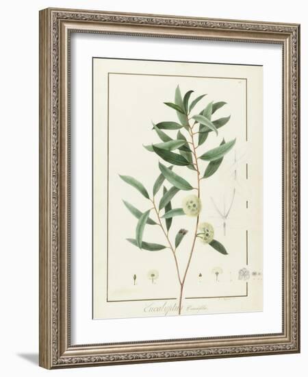 Eucalyptus Diversifolia, 1811 (W/C and Bodycolour over Traces of Graphite on Vellum)-Pierre Joseph Redoute-Framed Giclee Print