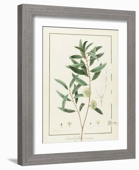 Eucalyptus Diversifolia, 1811 (W/C and Bodycolour over Traces of Graphite on Vellum)-Pierre Joseph Redoute-Framed Giclee Print