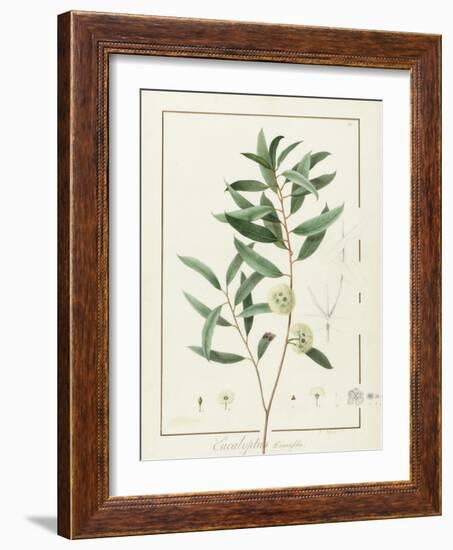 Eucalyptus Diversifolia, 1811 (W/C and Bodycolour over Traces of Graphite on Vellum)-Pierre Joseph Redoute-Framed Giclee Print