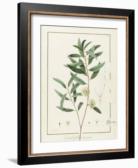 Eucalyptus Diversifolia, 1811 (W/C and Bodycolour over Traces of Graphite on Vellum)-Pierre Joseph Redoute-Framed Giclee Print