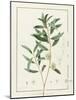 Eucalyptus Diversifolia, 1811 (W/C and Bodycolour over Traces of Graphite on Vellum)-Pierre Joseph Redoute-Mounted Giclee Print