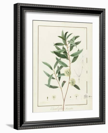 Eucalyptus Diversifolia, 1811 (W/C and Bodycolour over Traces of Graphite on Vellum)-Pierre Joseph Redoute-Framed Giclee Print