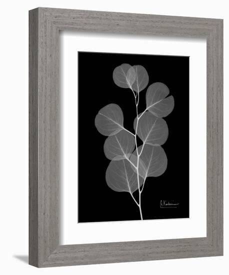 Eucalyptus E196-Albert Koetsier-Framed Art Print