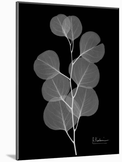 Eucalyptus E196-Albert Koetsier-Mounted Art Print