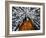 Eucalyptus Forest Canopy Along Great Ocean Road, Great Otway National Park, Victoria, Australia-Paul Souders-Framed Photographic Print