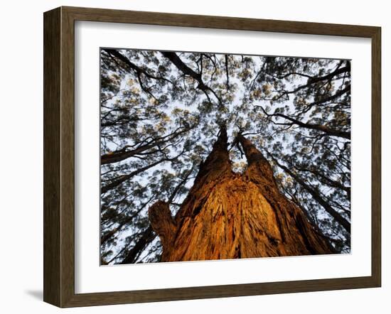 Eucalyptus Forest Canopy Along Great Ocean Road, Great Otway National Park, Victoria, Australia-Paul Souders-Framed Photographic Print