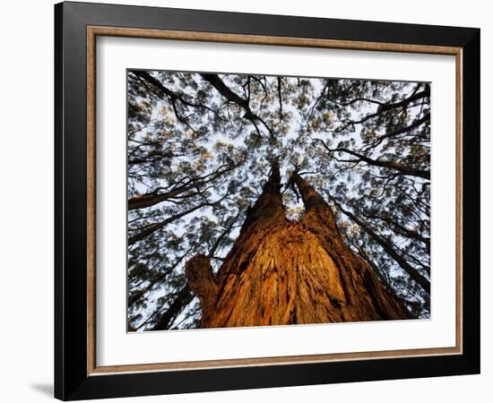 Eucalyptus Forest Canopy Along Great Ocean Road, Great Otway National Park, Victoria, Australia-Paul Souders-Framed Photographic Print