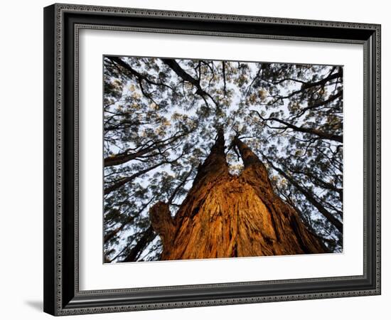 Eucalyptus Forest Canopy Along Great Ocean Road, Great Otway National Park, Victoria, Australia-Paul Souders-Framed Photographic Print